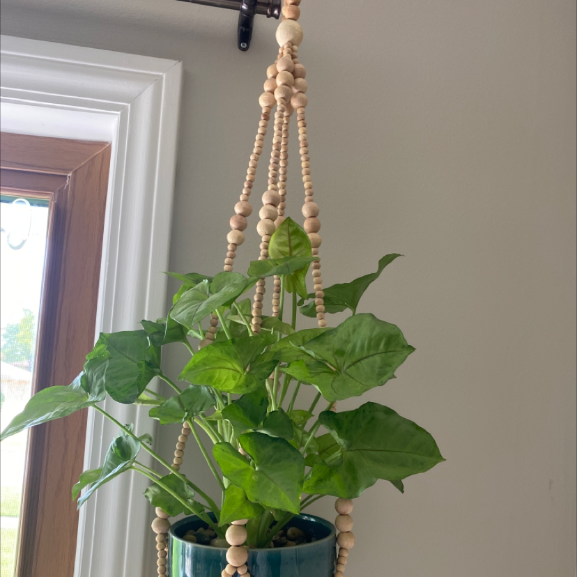 Syngonium 'Berry' plant in a hanging pot with vibrant green leaves.