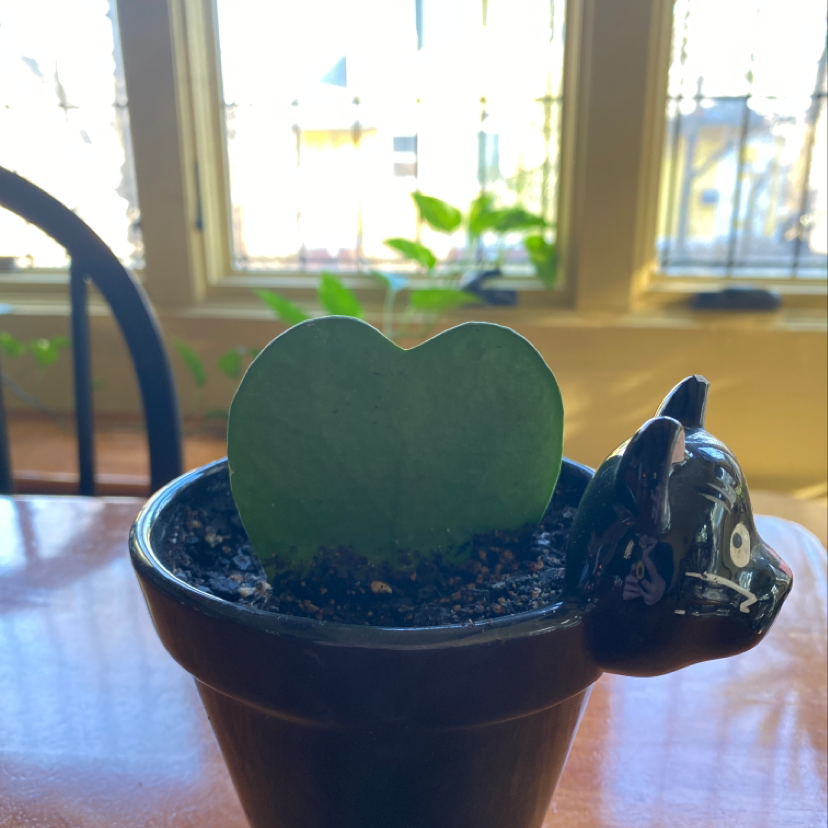 Sweetheart Hoya plant in a small pot with a decorative element, placed on a table near a window.