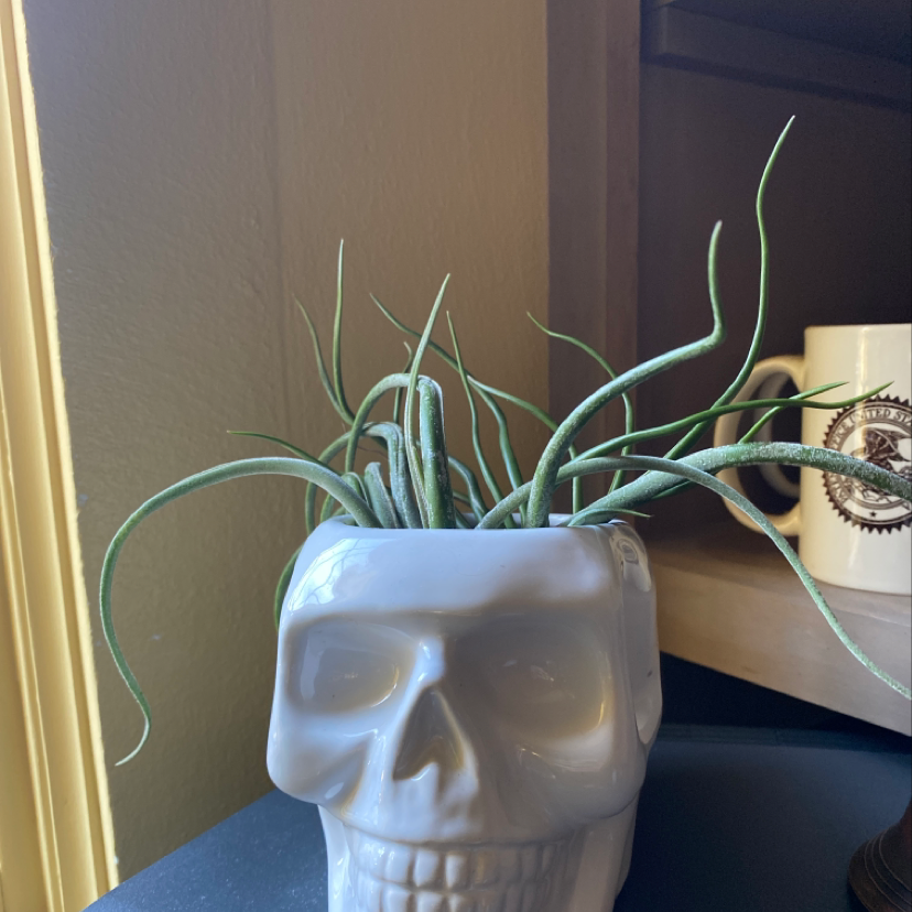 Photo of the plant species Shirley Temple Air Plant by @Plantpuppymama named Jack on Greg, the plant care app