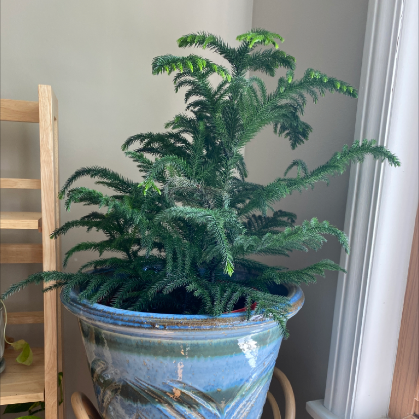 Norfolk Island Pine in a blue pot, healthy with vibrant green foliage.