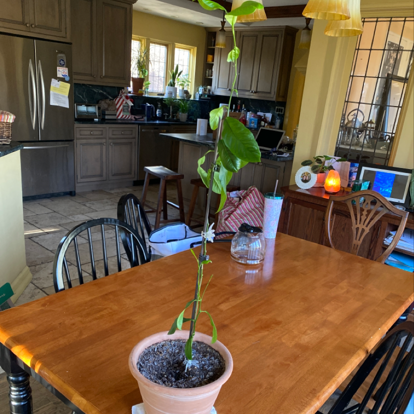 A small potted Meyer lemon tree on a dining room table, with mostly healthy dark green leaves and minor yellowing on some leaves.