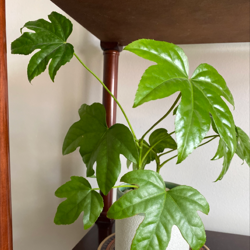 Healthy Fatsia plant with glossy green leaves in a white pot.