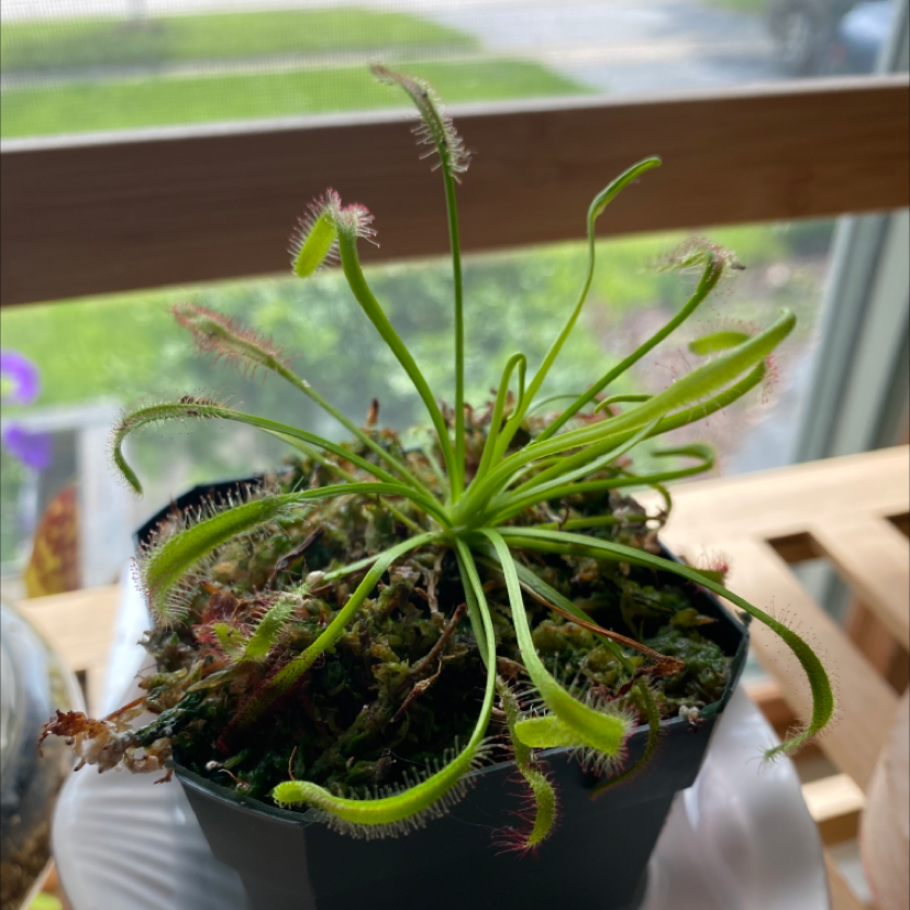 Cape Sundew plant in a pot with vibrant green leaves and visible dew drops.