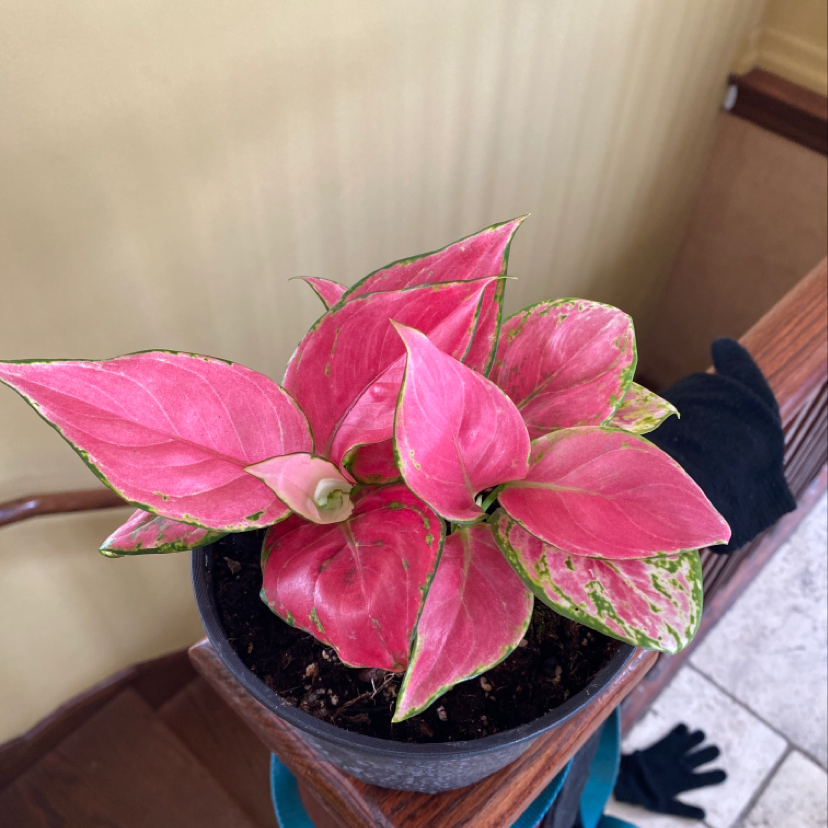 Potted Aglaonema 'Pink Splash' plant with vibrant pink and green leaves, healthy appearance.