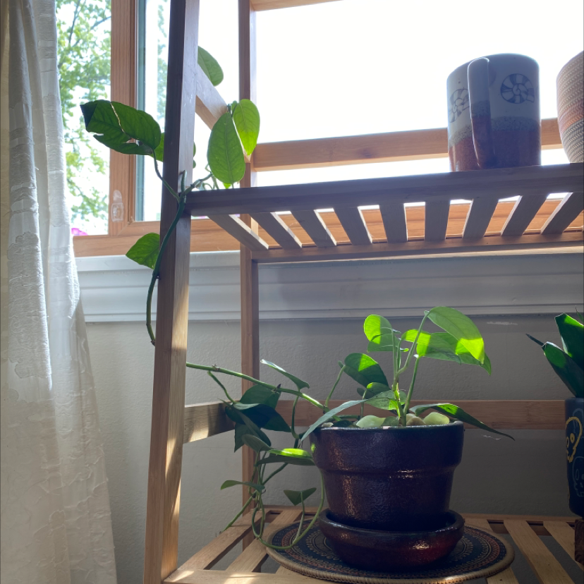 Cebu Blue Pothos plant on a wooden shelf near a window, well-lit by natural light.
