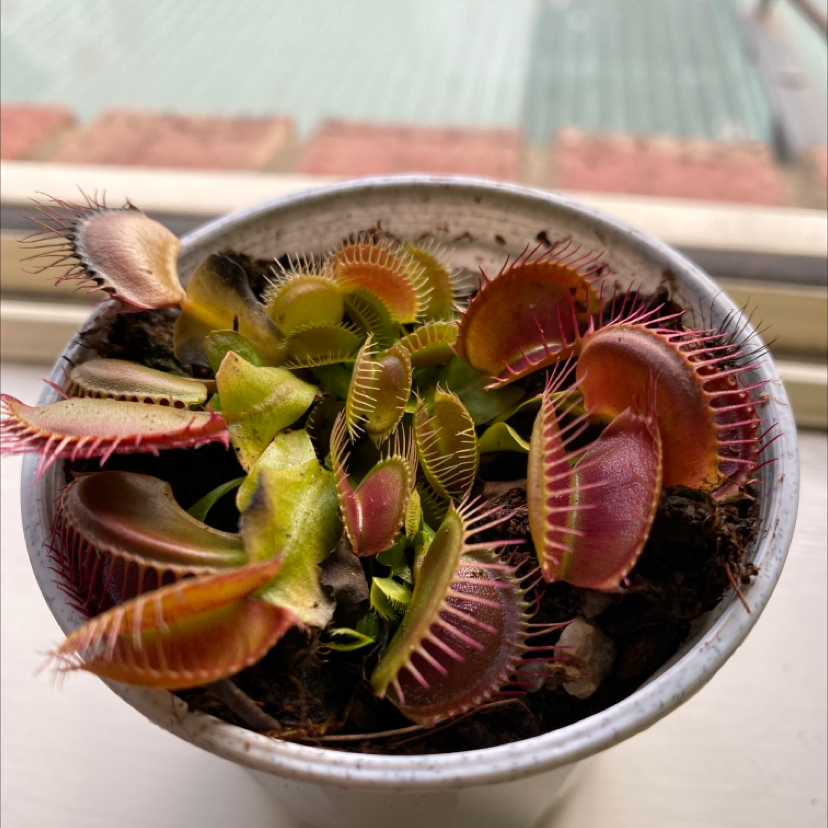 Photo of the plant species Red Piranha by @swaggy named Fang on Greg, the plant care app