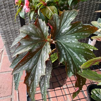 Angel Wing Begonia plant in Somewhere on Earth