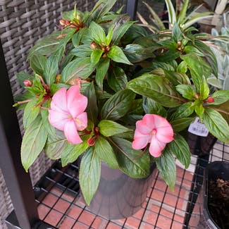 New Guinea Impatiens plant in Somewhere on Earth