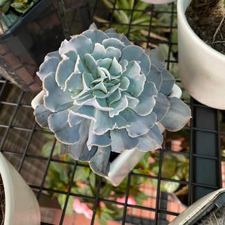 Blue Echeveria plant in Somewhere on Earth
