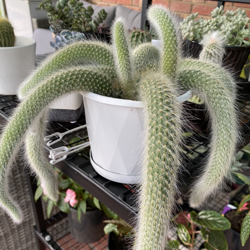 Photo of the plant species Monkey Tail Cactus by @swaggy named Monkey on Greg, the plant care app