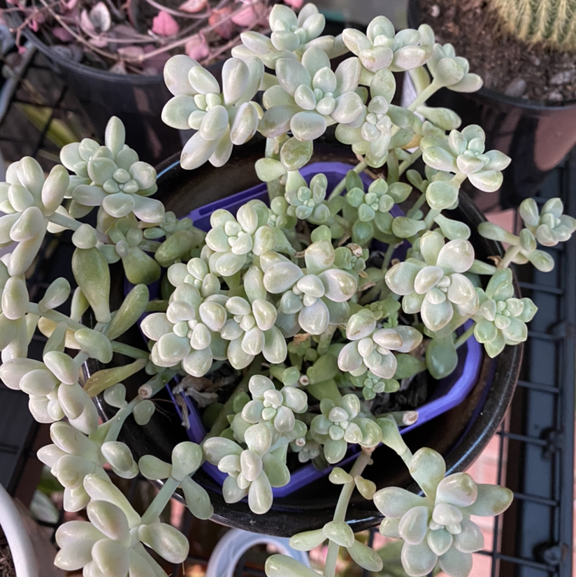 Healthy Purdy's Stonecrop succulent with pale green leaves in a pot.