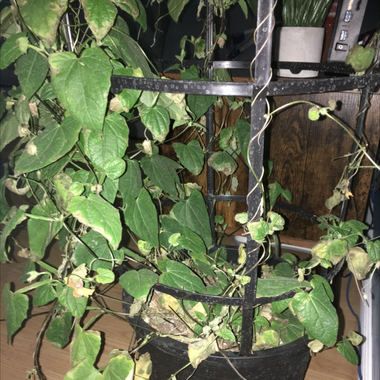 Blackeyed Susan Vine plant photo by Dana named Leonardo on Greg, the plant care app.