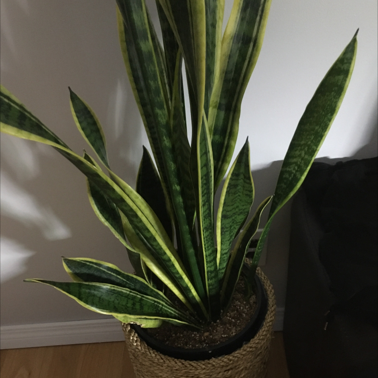 Snake Plant plant photo by Dana named Sahara on Greg, the plant care app.