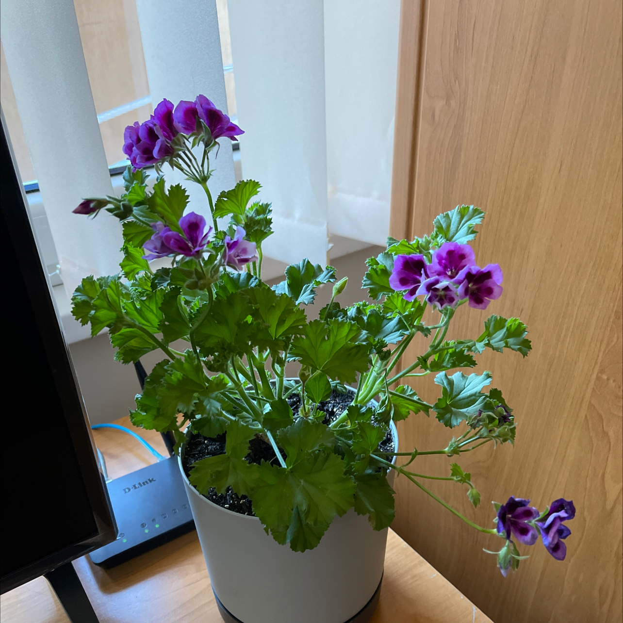 Photo of the plant species Muškát by @BabyV named Мушкато on Greg, the plant care app