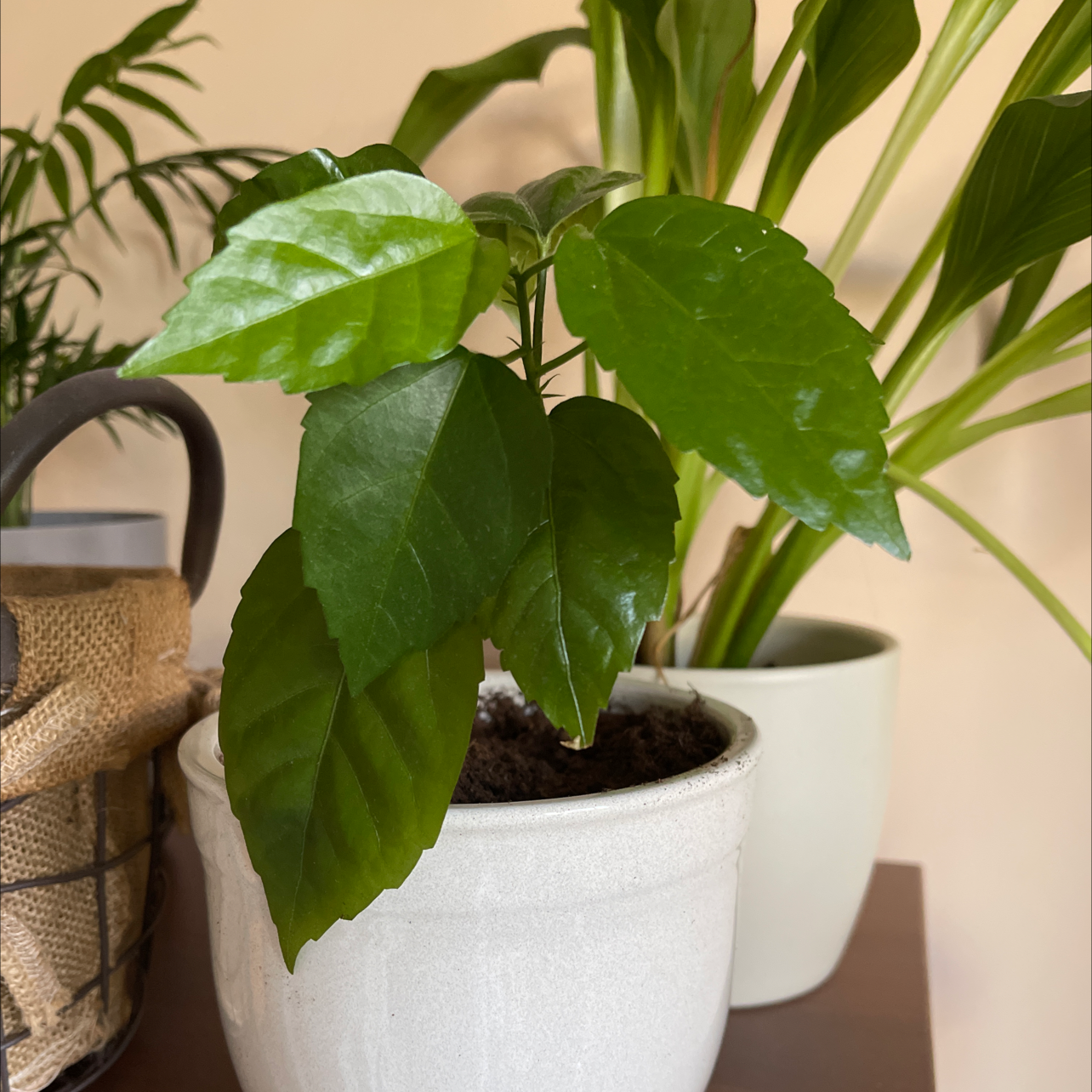 Photo of the plant species Hibiscus Tree by @BabyV named Your plant on Greg, the plant care app