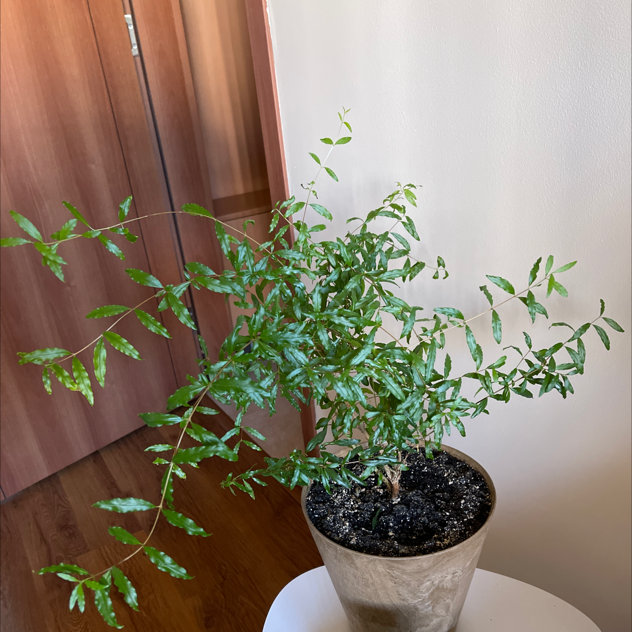 Pomegranate plant in a pot on a white surface with healthy green leaves.