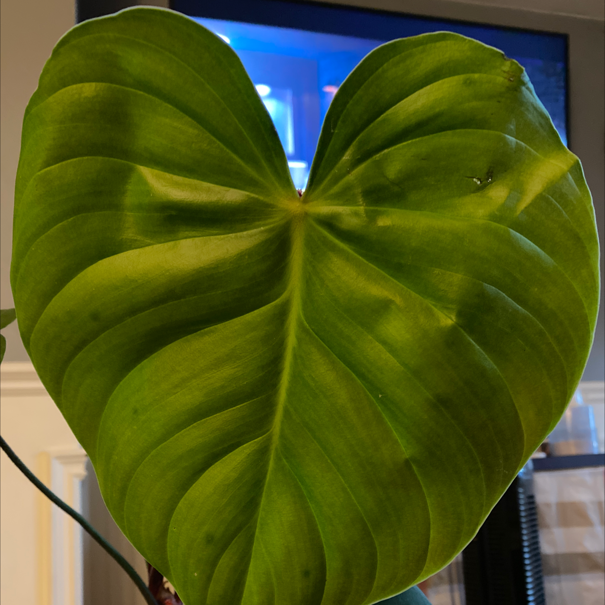 A healthy, heart-shaped leaf of a Philodendron nangaritense.