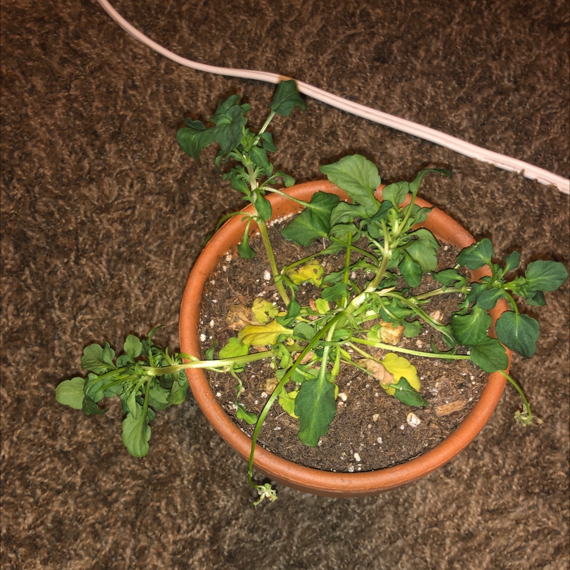 Plant care for Flax 'Alizee' on Greg, the plant care app