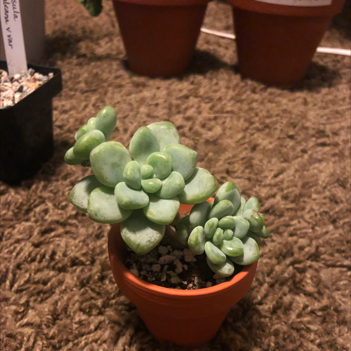 Purdy's Stonecrop succulent in a terracotta pot on a carpeted surface, appearing healthy.