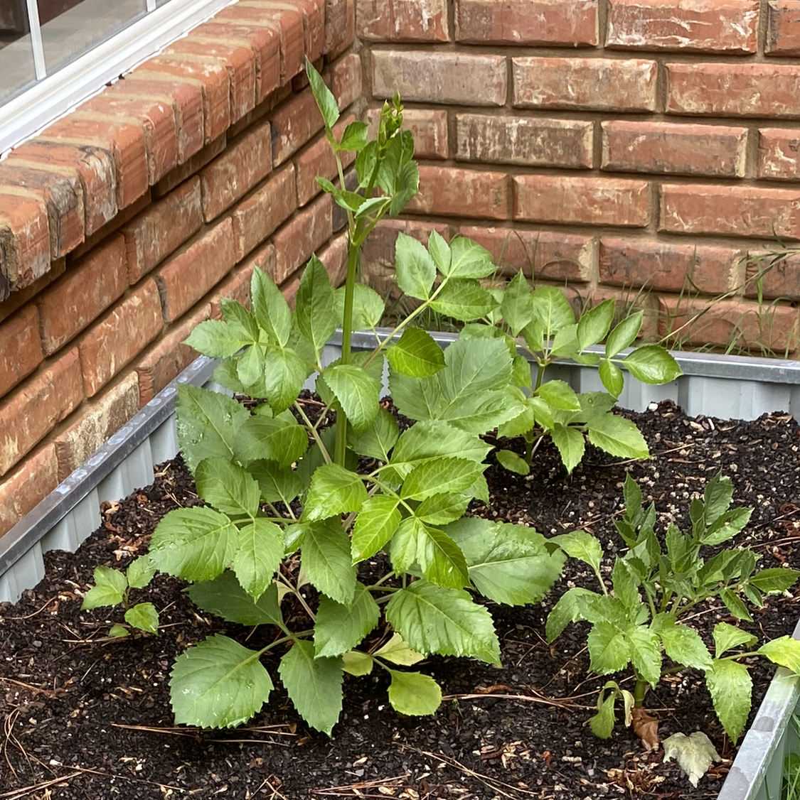 Garden Dahlia plant in a raised garden bed with healthy green leaves.