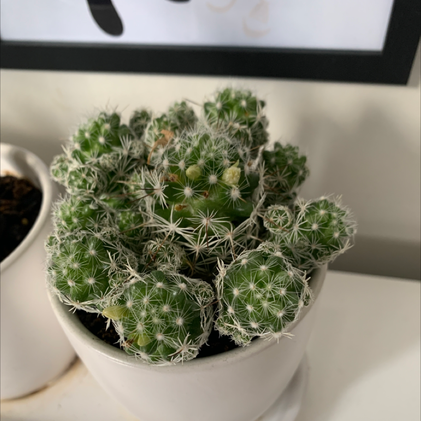 Missouri Foxtail Cactus in a white pot, healthy with no visible soil.