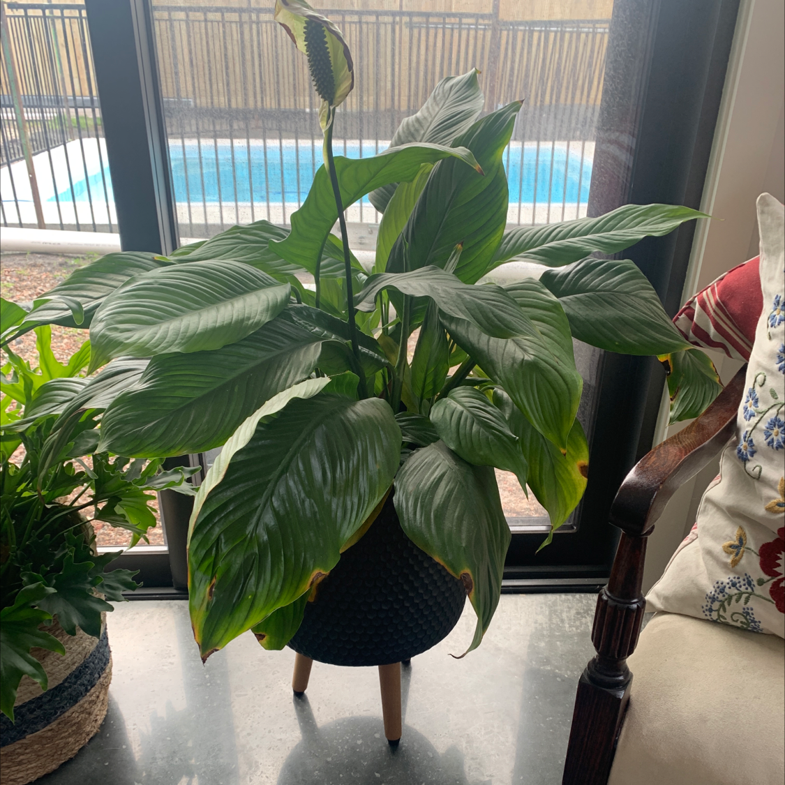 Peace Lily plant photo by @safscorner named Lily on Greg, the plant care app.