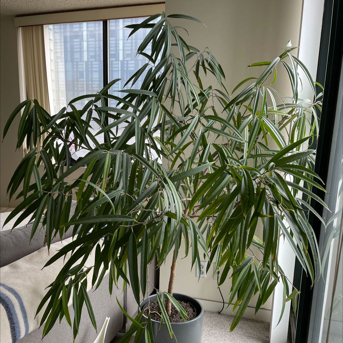 Indoor Ficus Alii plant near a window, healthy with long, narrow leaves.