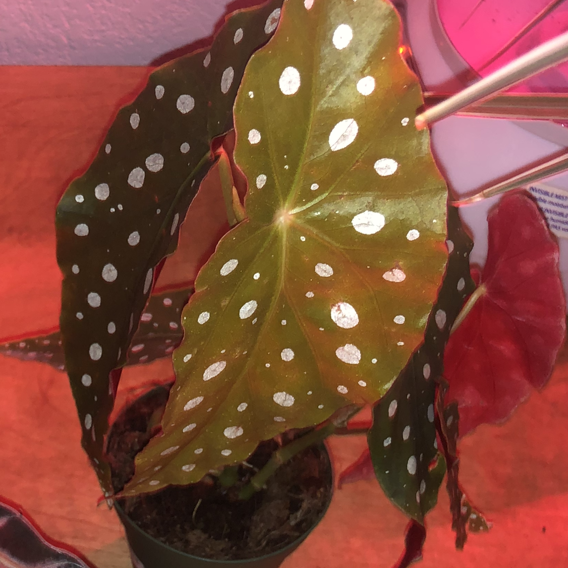 Polka Dot Begonia plant photo by @vertigo_valley named Daphne on Greg, the plant care app.