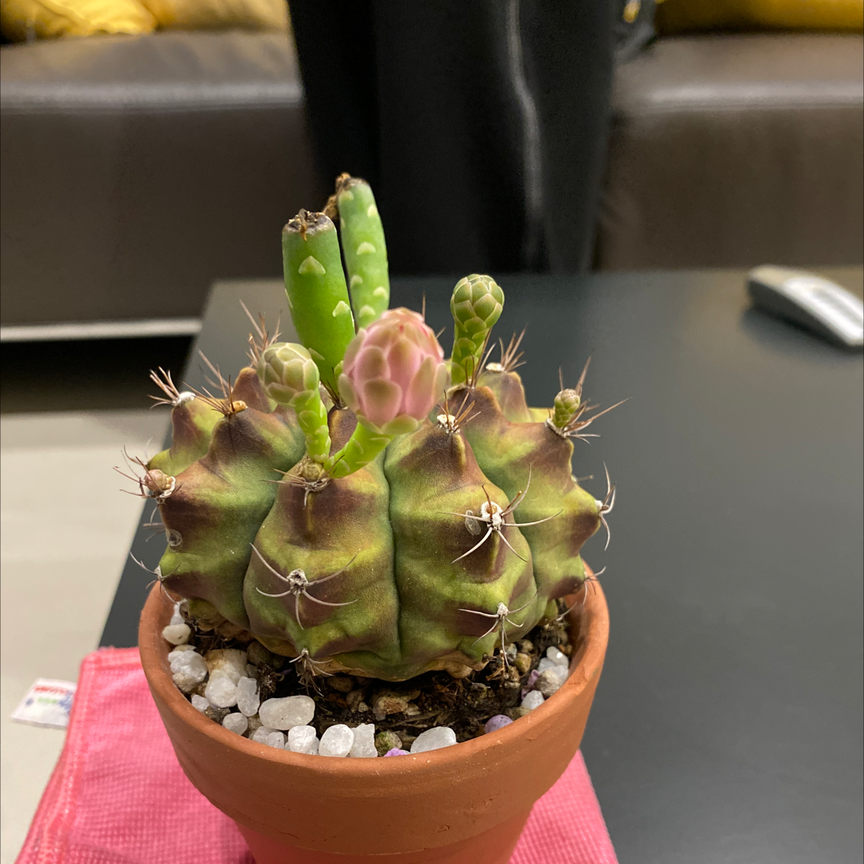 Texas Barrel Cactus in a terracotta pot with some browning and visible flowers.