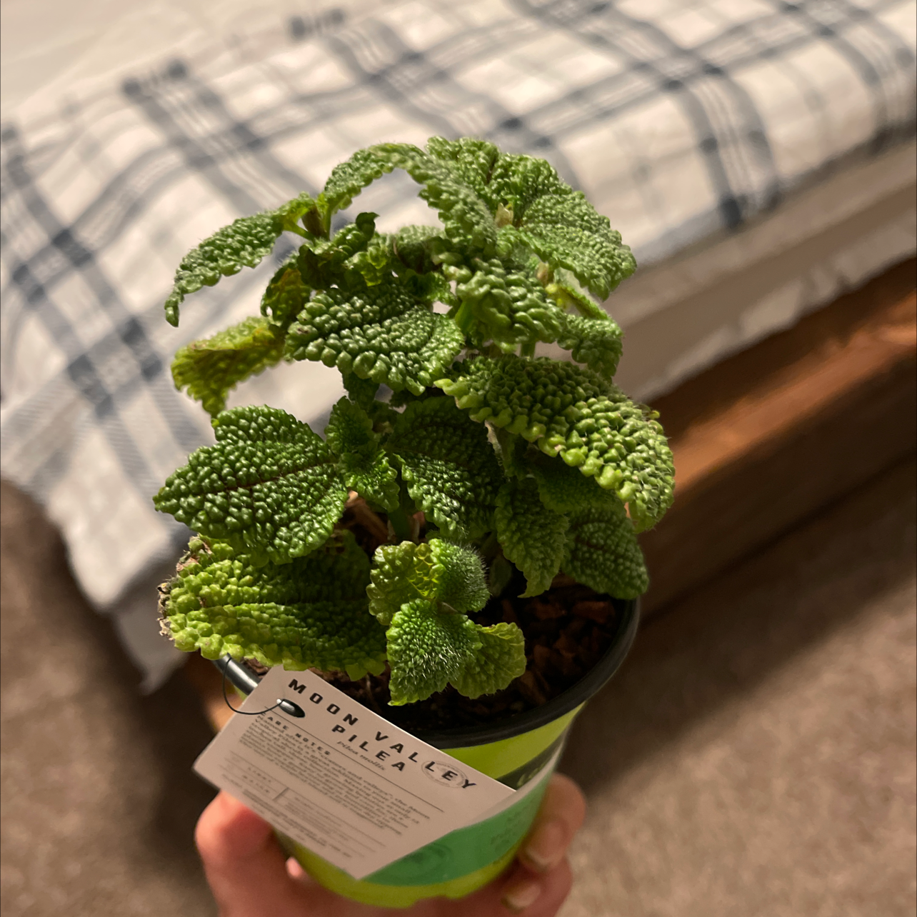 Photo of the plant species Pilea 'Moon Valley' by @Brynn16 named Crater on Greg, the plant care app