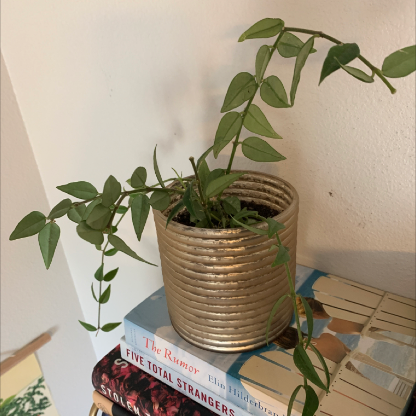 Photo of the plant species Hoya Bella by @Brynn16 named Strings on Greg, the plant care app