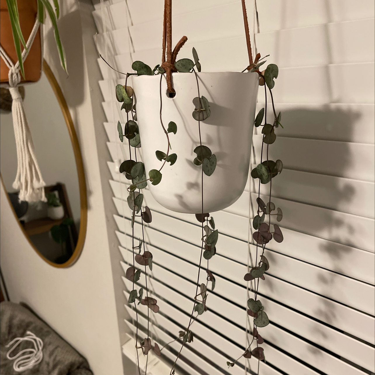 Healthy Chain of Hearts plant with long trailing vines of heart-shaped leaves, hanging in a white planter in bright indirect light.