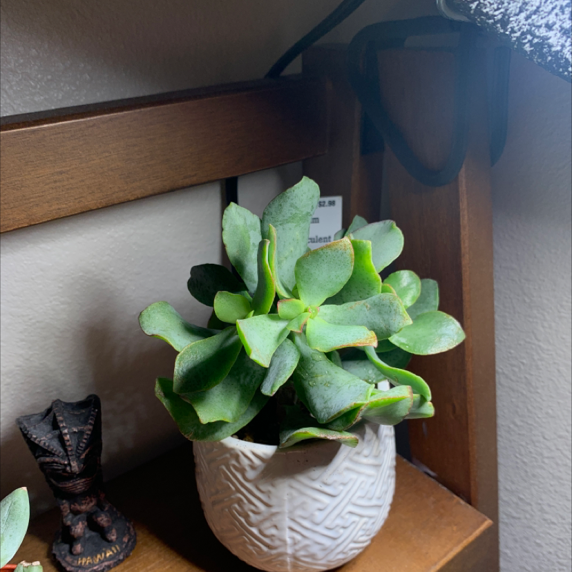Healthy Silver Dollar Plant in a white pot on a wooden shelf.