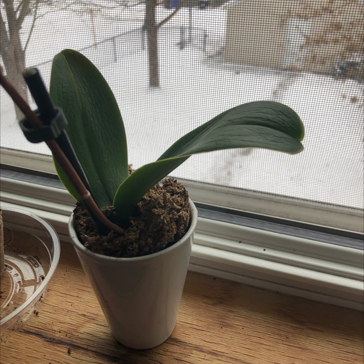 A potted plant with broad green leaves on a windowsill with a snowy background.