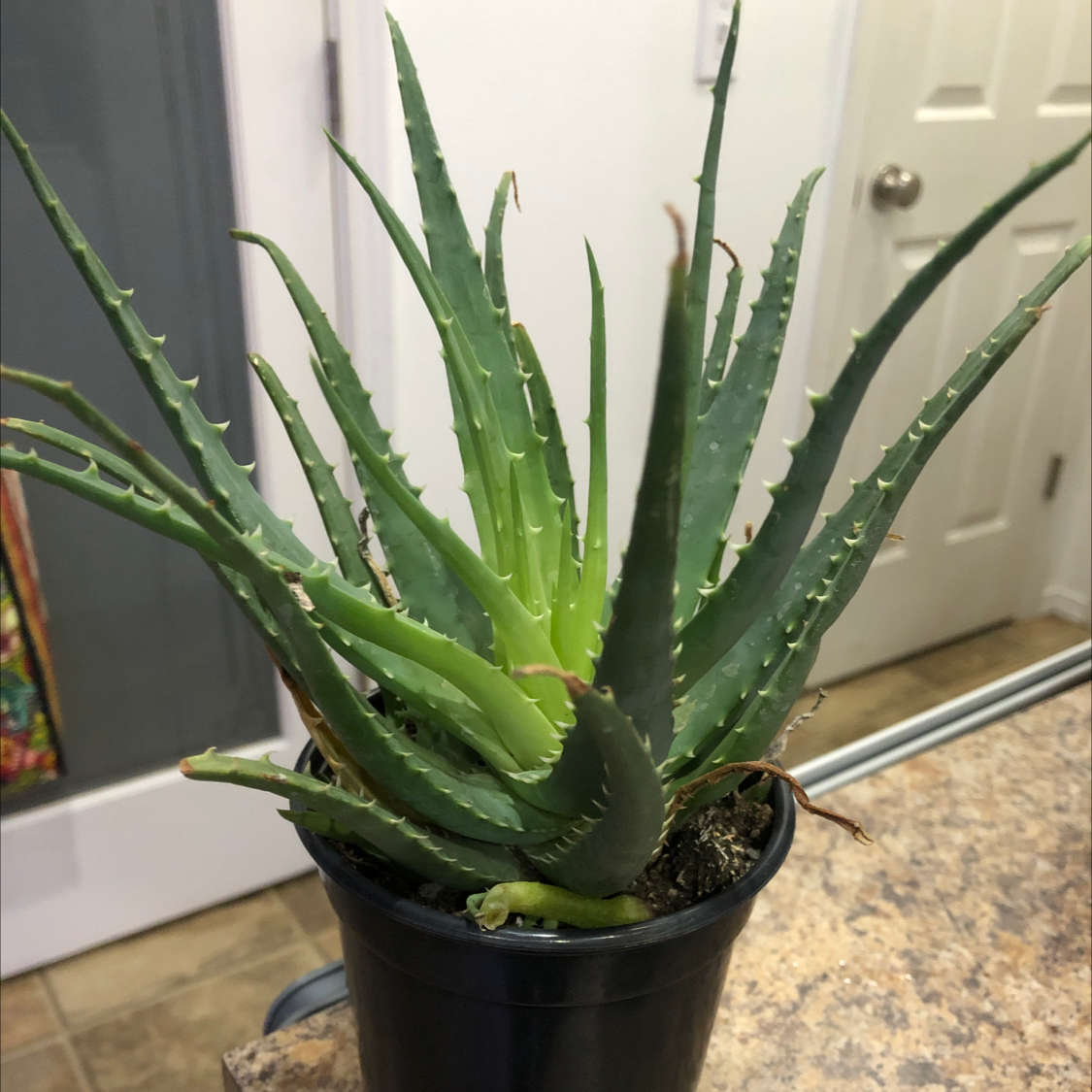 Aloe vera plant photo by Rachel named Aloe Jones on Greg, the plant care app.
