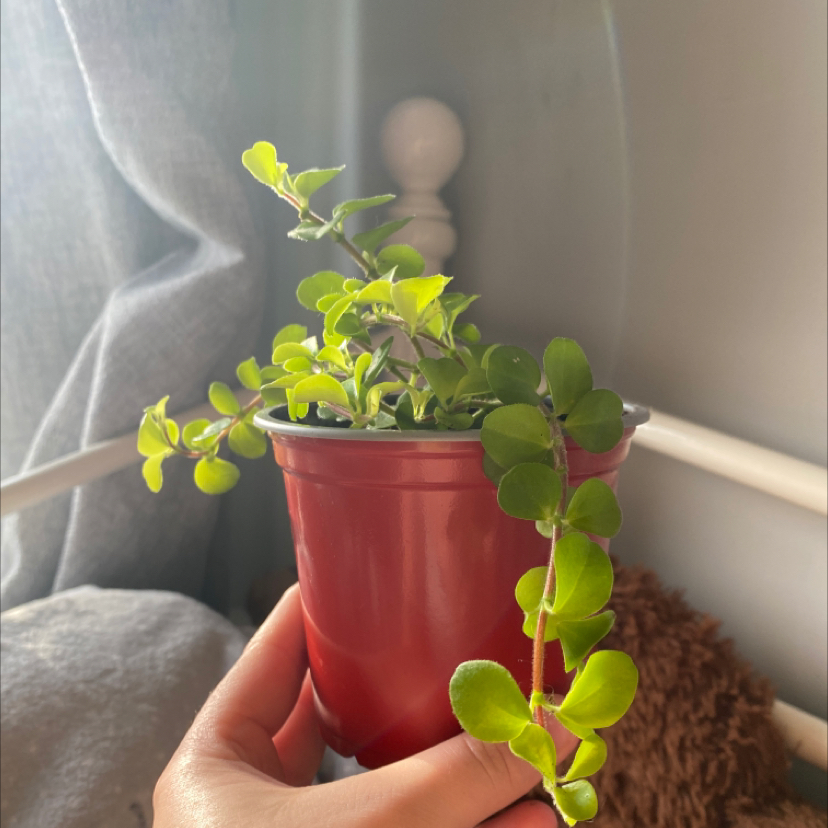 Peperomia 'Pepperspot' plant in a red pot, held by a hand, with vibrant green leaves.