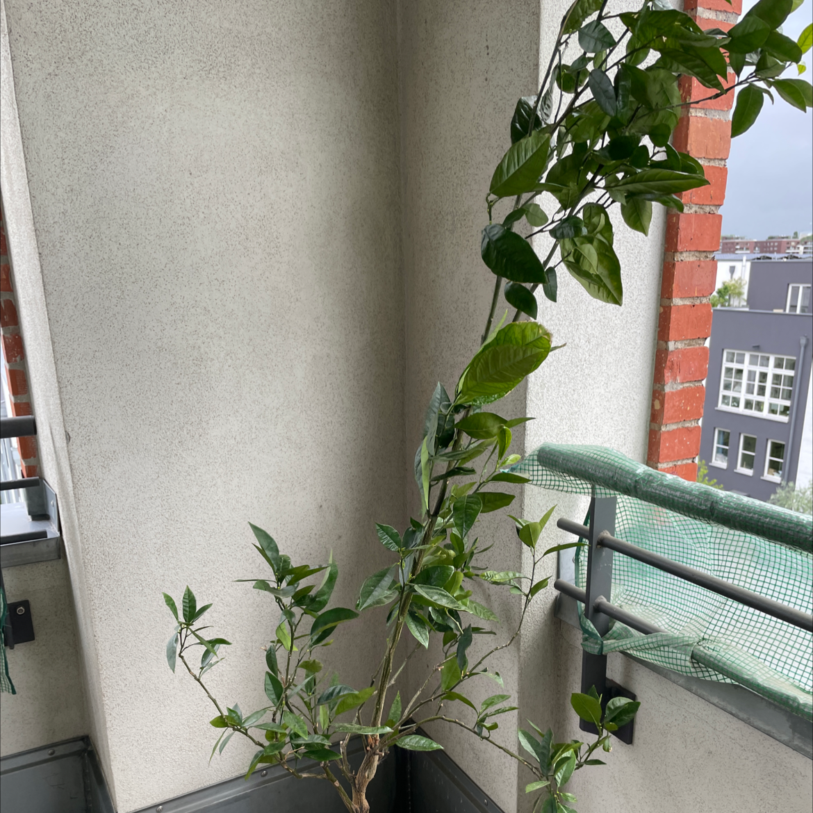 Potted Orange Tree on a balcony with green leaves and no visible signs of disease.