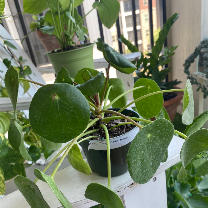 Chinese Money Plant plant photo by Christina named Roger on Greg, the plant care app.