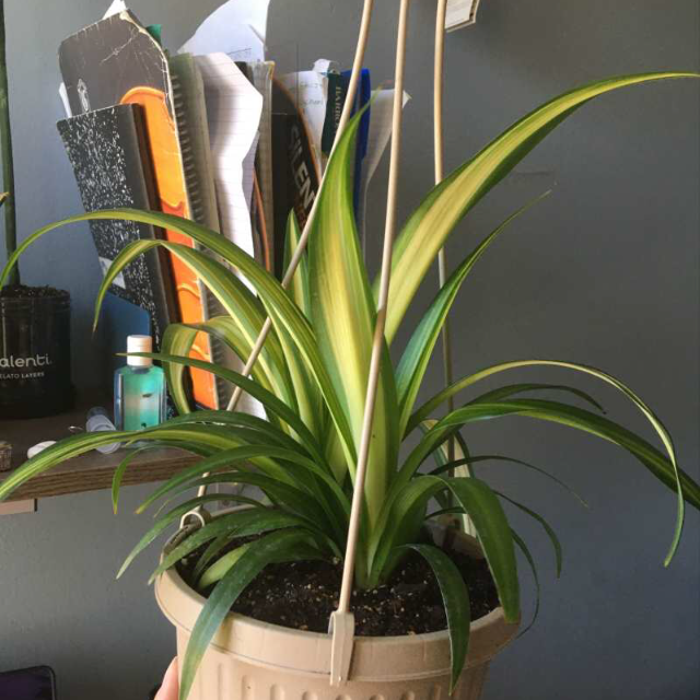 Spider Plant plant photo by A named Spiderplant on Greg, the plant care app.