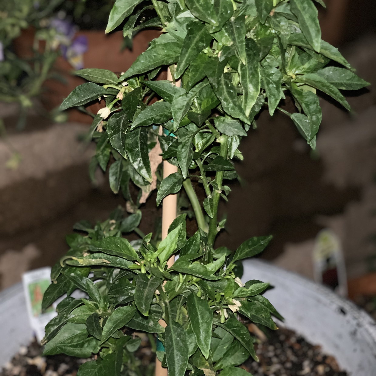 Photo of the plant species Chile de Arbol by Tim named Spicy on Greg, the plant care app