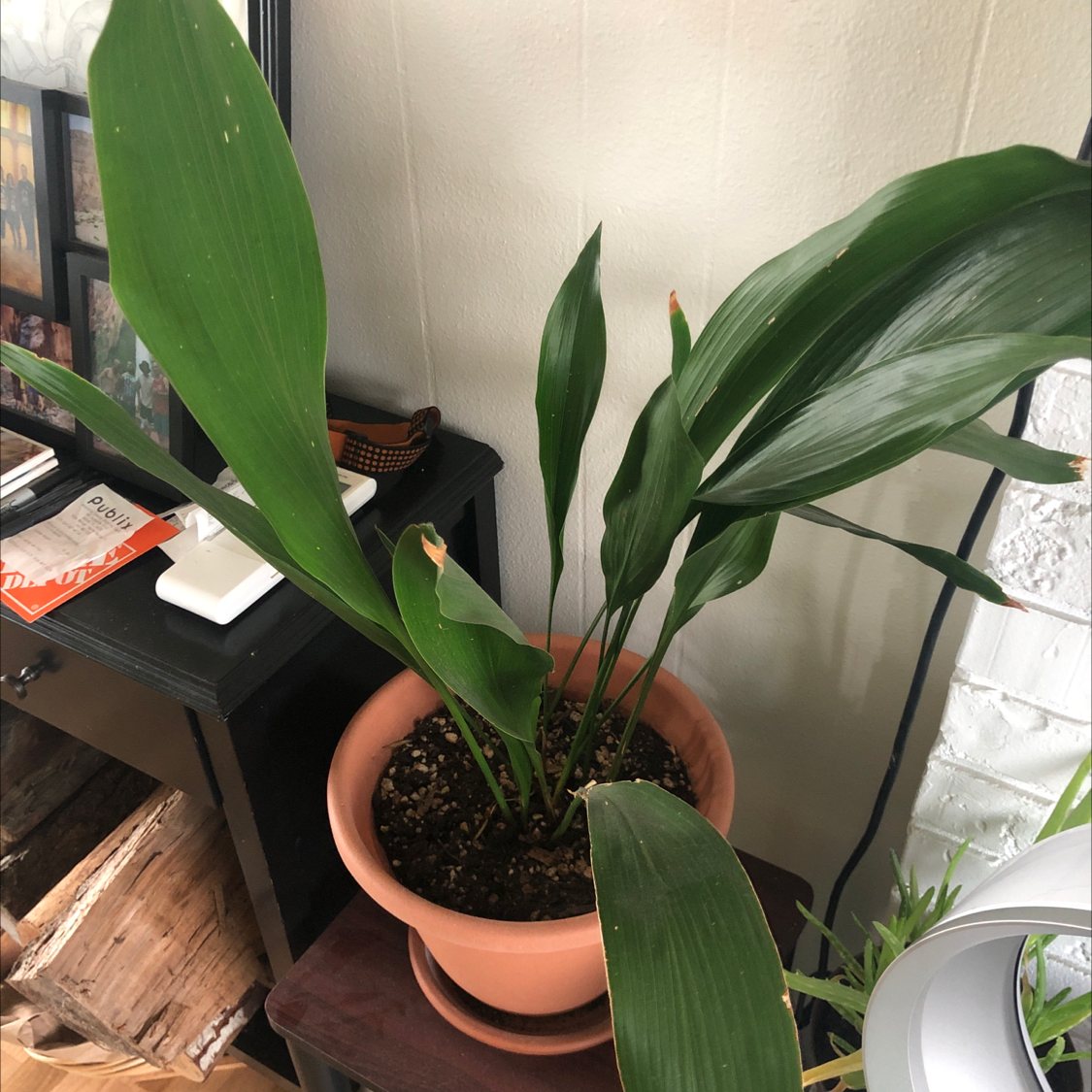 Cast Iron Plant in a pot with some browning at the leaf tips, placed indoors on a small table.