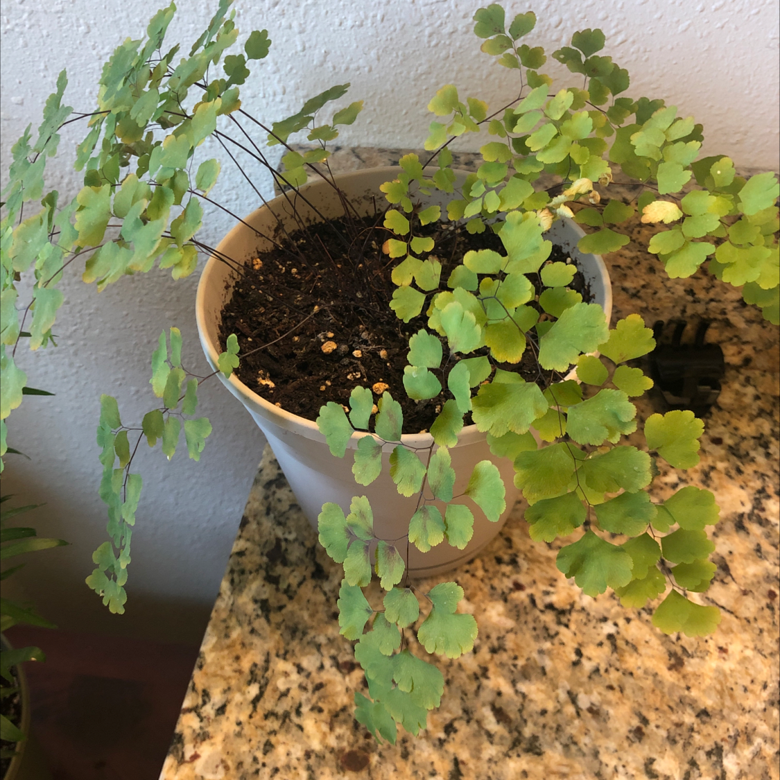 Potted Maidenhair Fern with green fronds, visible soil, and well-framed.