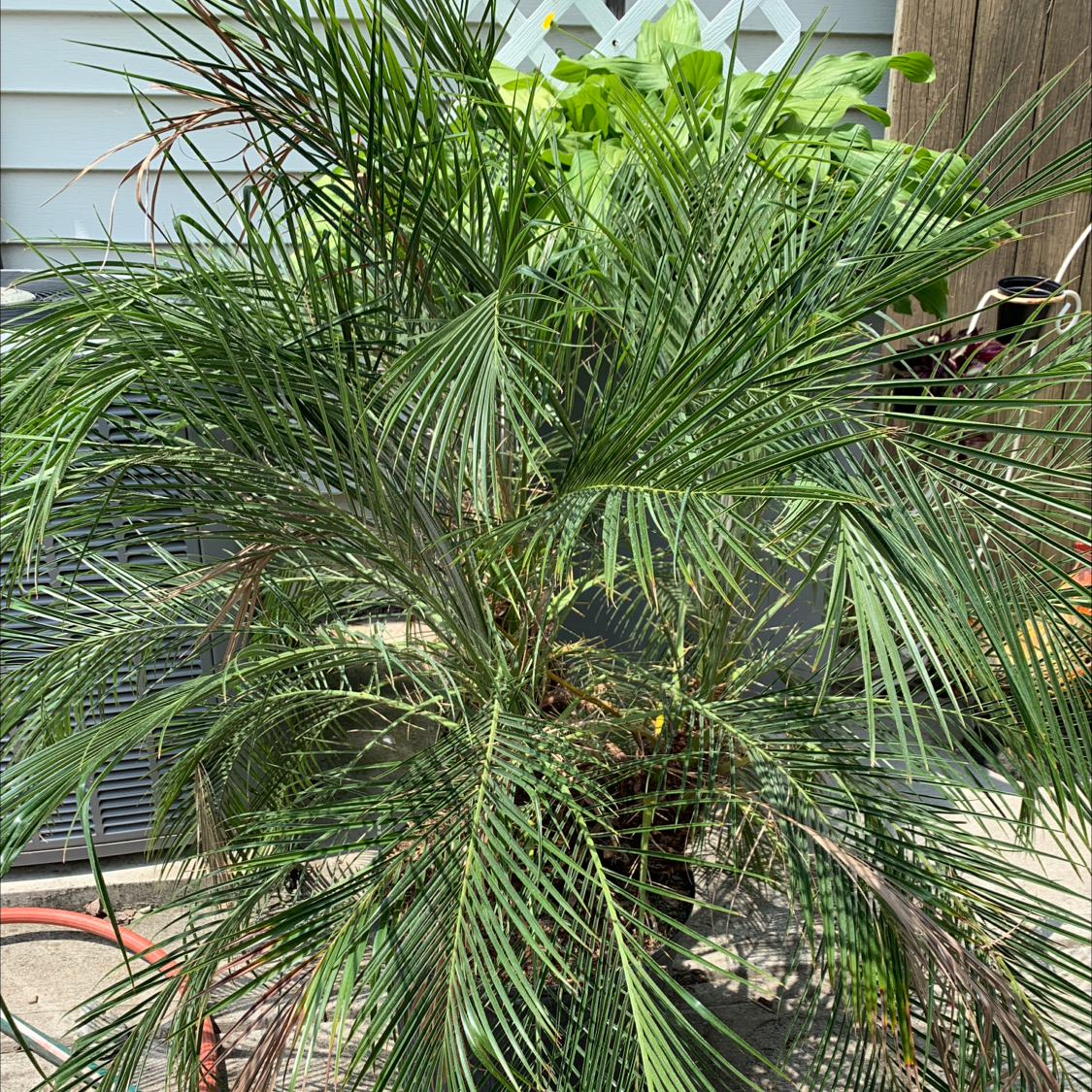 Healthy potted pygmy date palm with long, thin, green fronds spreading out in a spherical shape outdoors against a building.