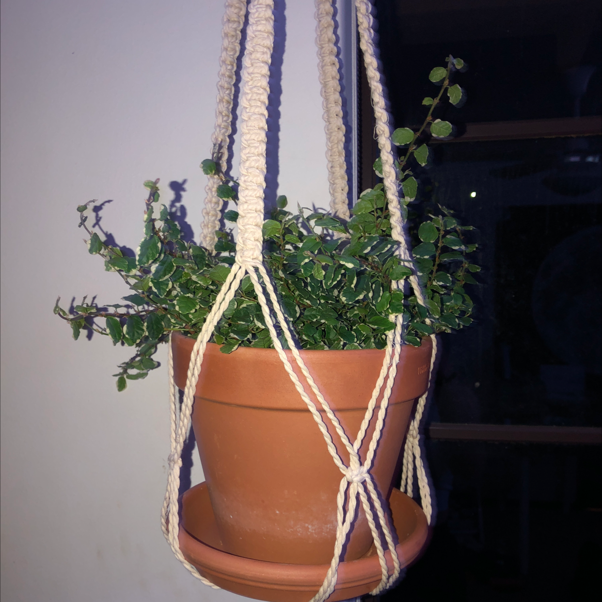 Photo of the plant species Bellus by @rachel.larsen03 named molly master on Greg, the plant care app