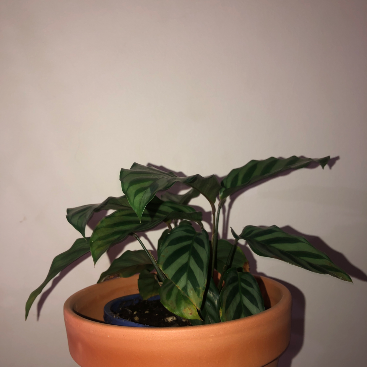 Photo of the plant species Calathea 'Freddie' by @rachel.larsen03 named alex on Greg, the plant care app