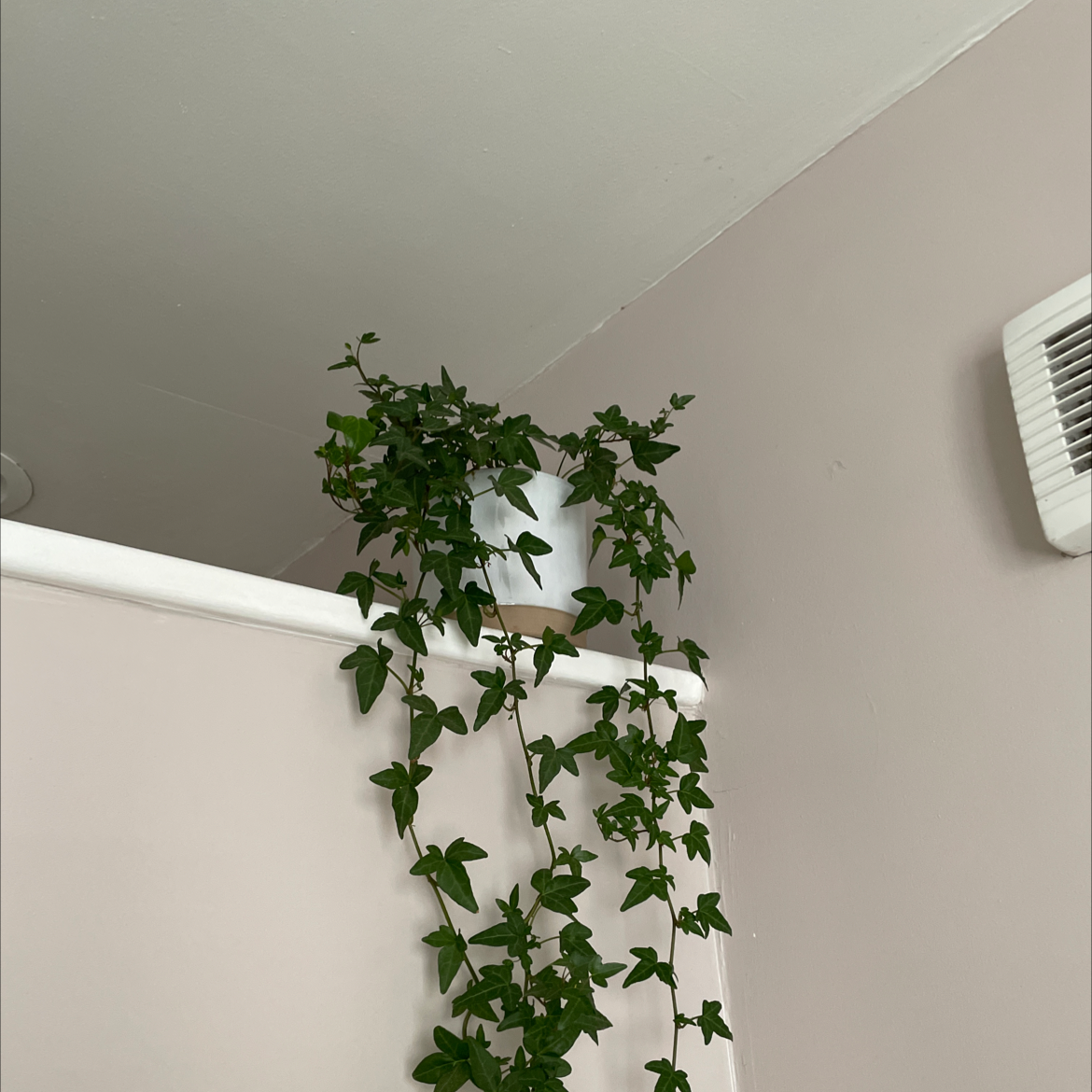 Photo of the plant species Baboon's Cucumber by @red named Clooney on Greg, the plant care app