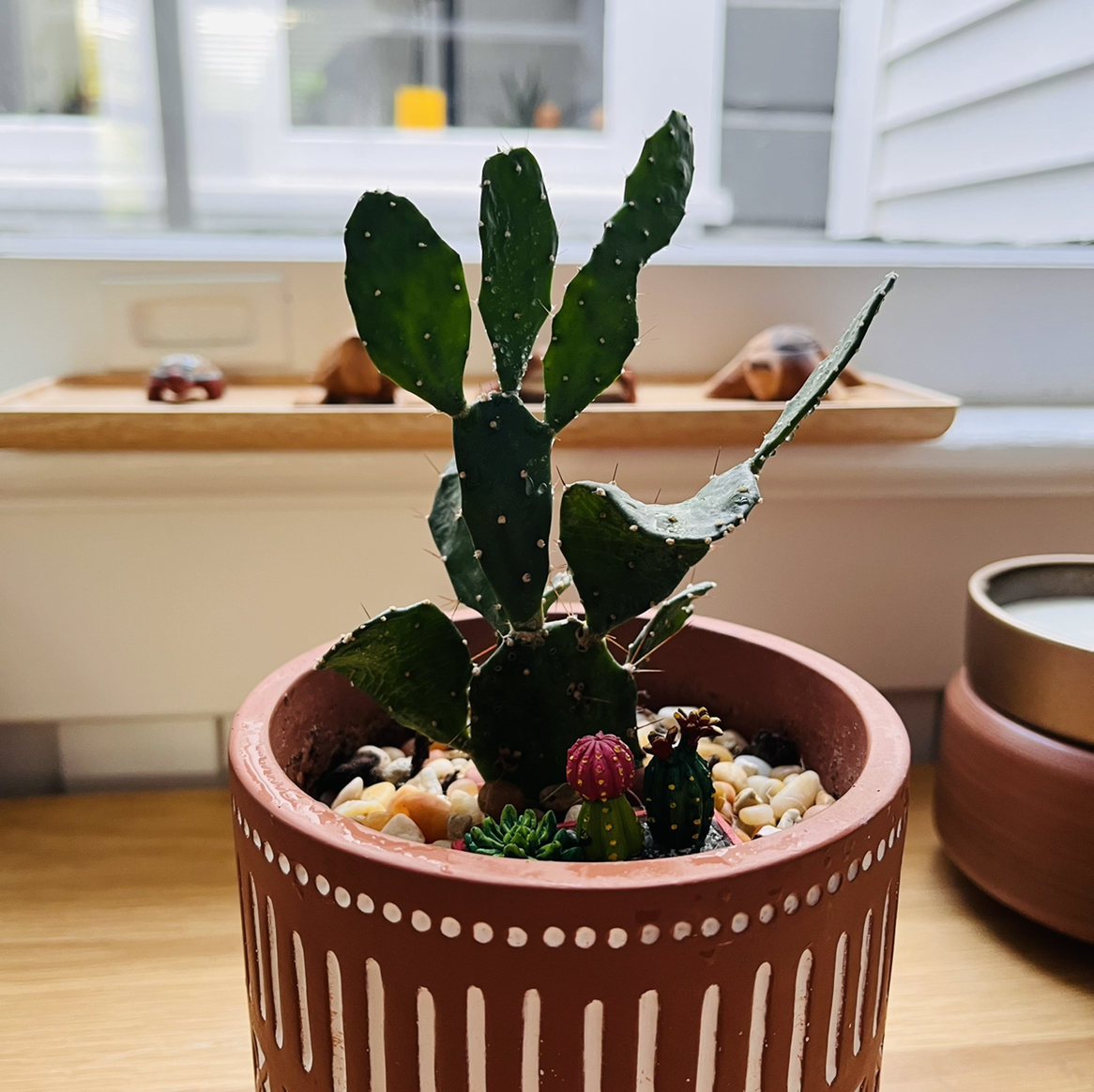 Brazilian Pricklypear plant in a decorative pot with a small succulent and flowering cactus, placed indoors near a window.