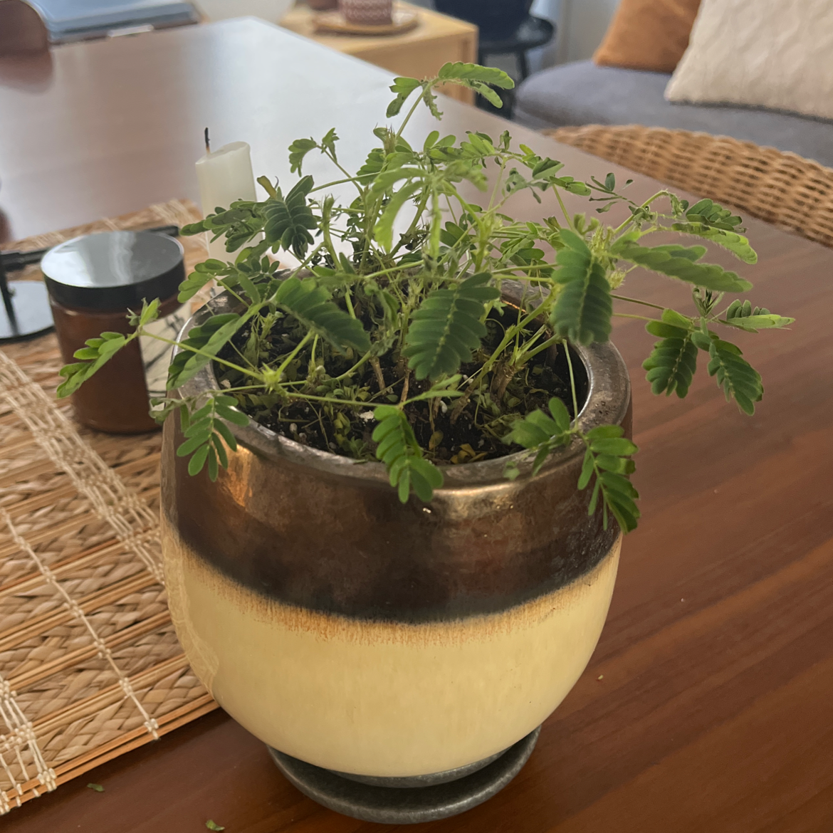 Potted Silk Tree plant indoors on a wooden table, healthy green leaves.