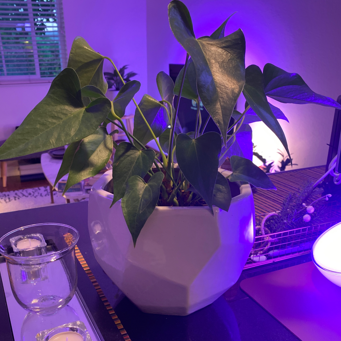 Painter's Palette plant photo by @vicc named Anza on Greg, the plant care app.