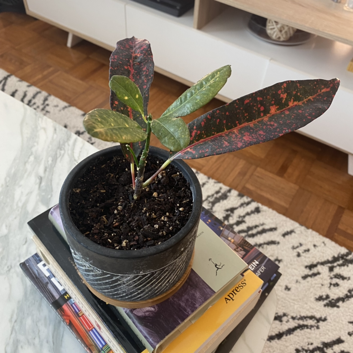 Gold Dust Croton plant photo by @vicc named Sunbeam on Greg, the plant care app.